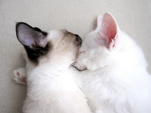 横扫的启示，当团队公牛遭遇个人杜兰特