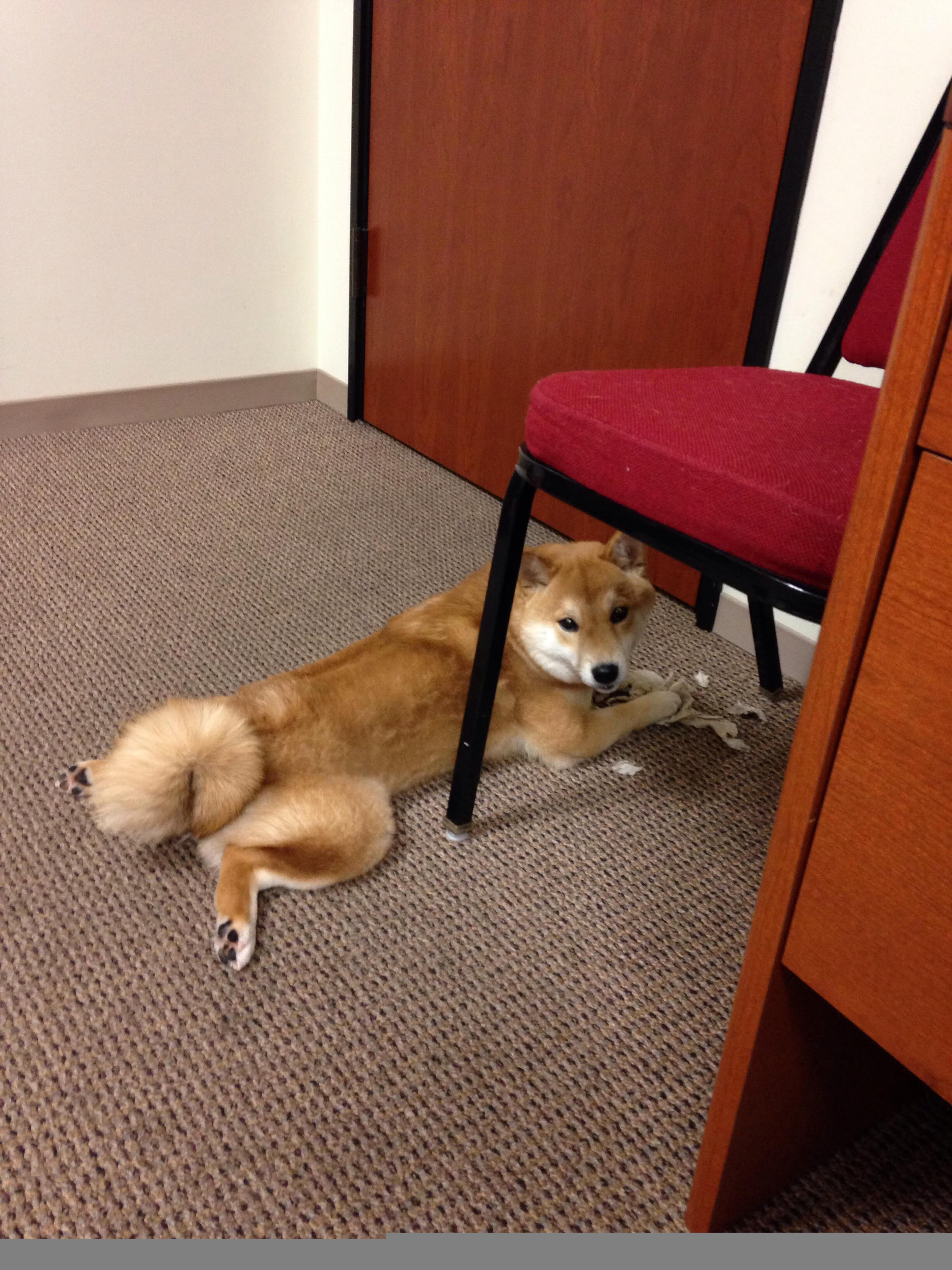 踏平诺坎普,哈弗茨一箭穿心,多特蒙德重演钢铁奇迹