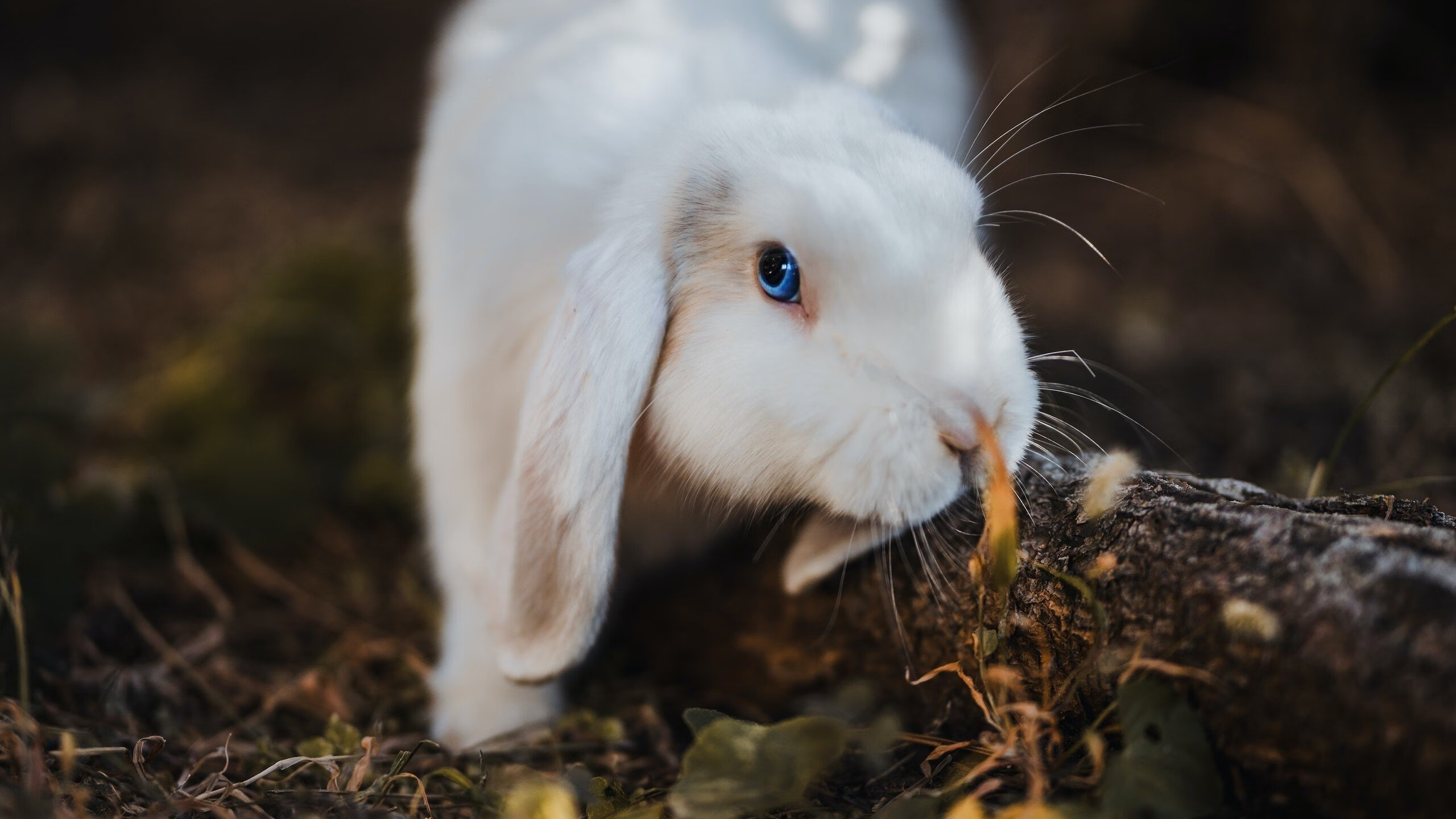 凤凰涅槃,布克撕裂鹈鹕防线之夜