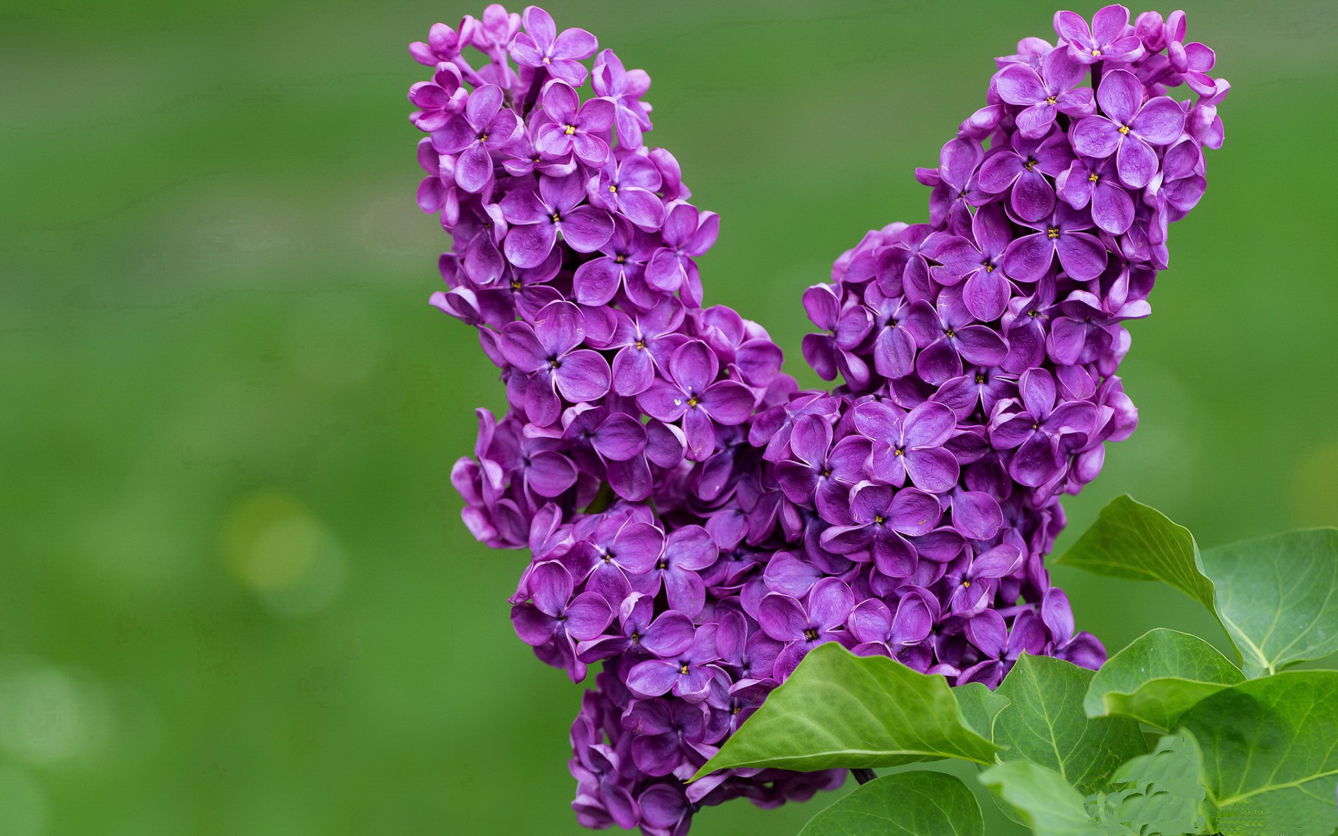 铁血觉醒与暗夜绝杀，当德里赫特爆发照亮秘鲁的致命一击