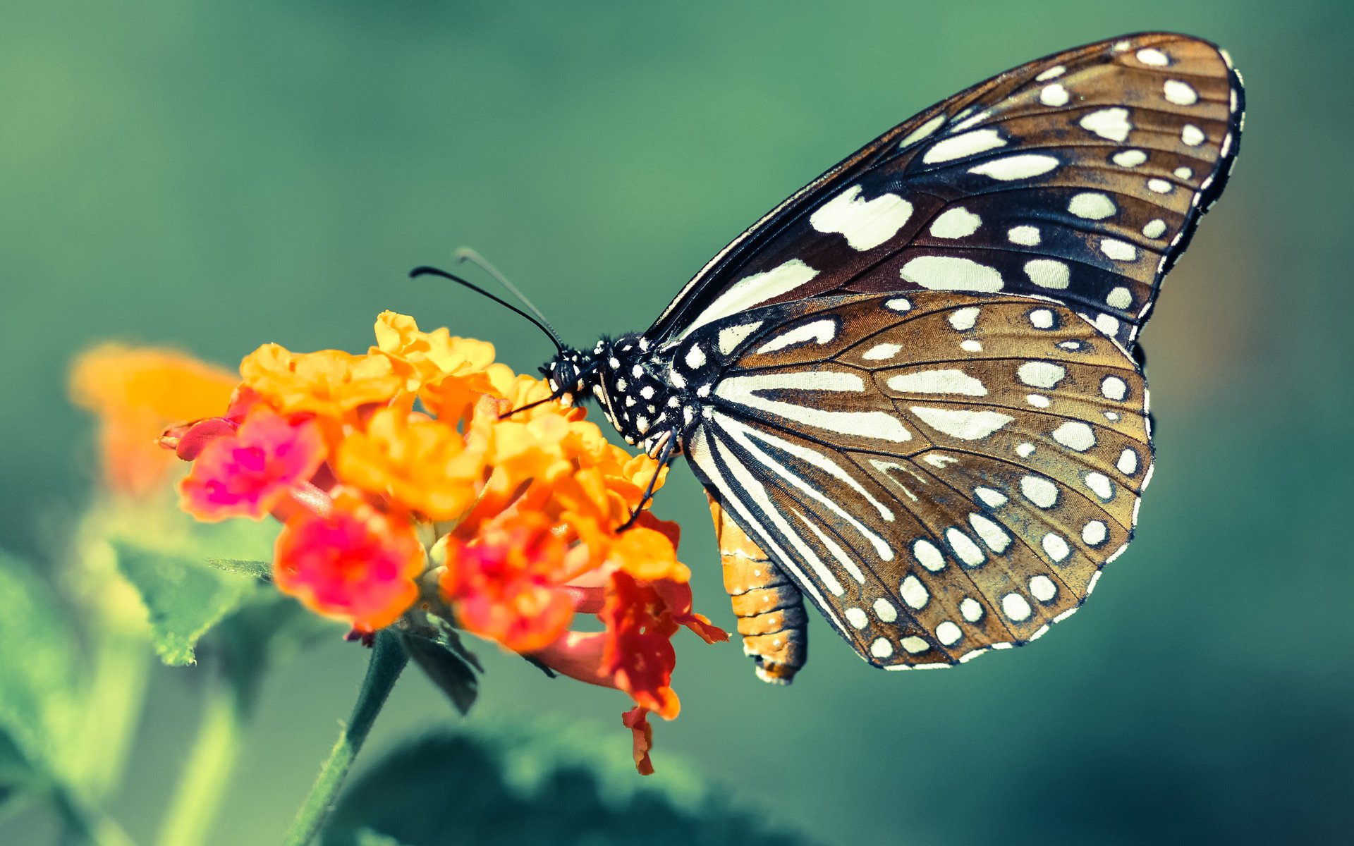 爆冷与血脉觉醒,深圳队逆袭背后,伦纳德给全世界上了一课