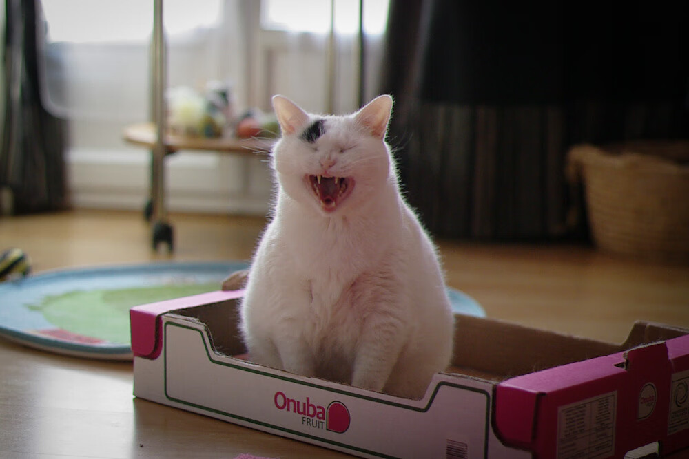 绝境逆转！迪马利亚一剑封喉，哥斯达黎加掀翻夺冠热门亚特兰大